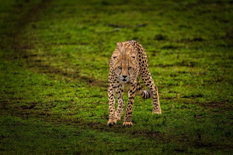 077 Masai Mara, jachtluipaard.jpg